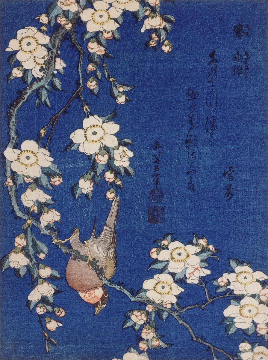 Gimpel und Kirschblüte - Hokusai